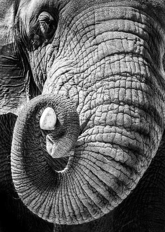 Elephant Curling Trunk Around Tusk - Black and White Photograph by Good Focused