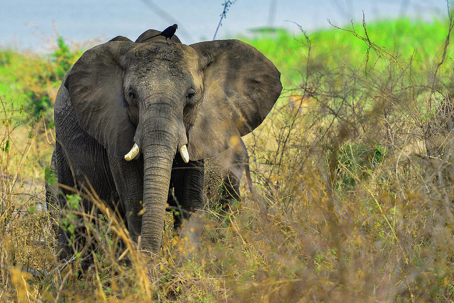 Elephant Photograph by David Finlayson - Fine Art America