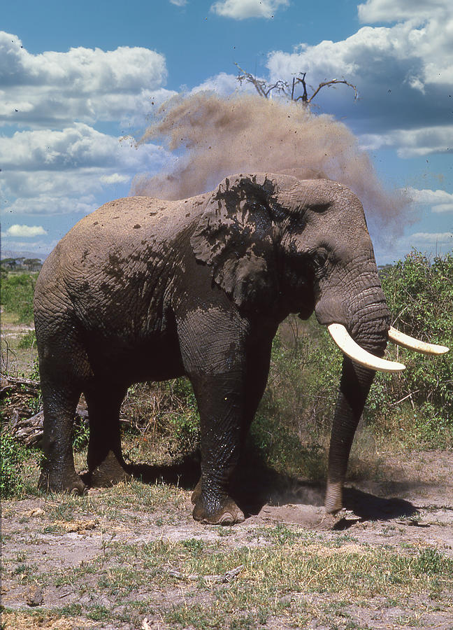 Elephant Dirt Bath Photograph by Russel Considine