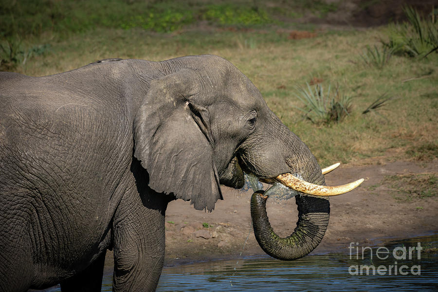 Elephant Photograph - Elephant Drink by Jamie Pham