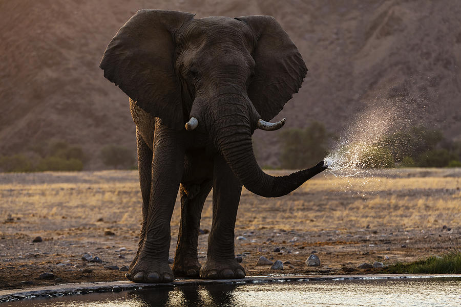 Elephant drinking at water hole in savanna landscape Photograph by Jeremy Woodhouse