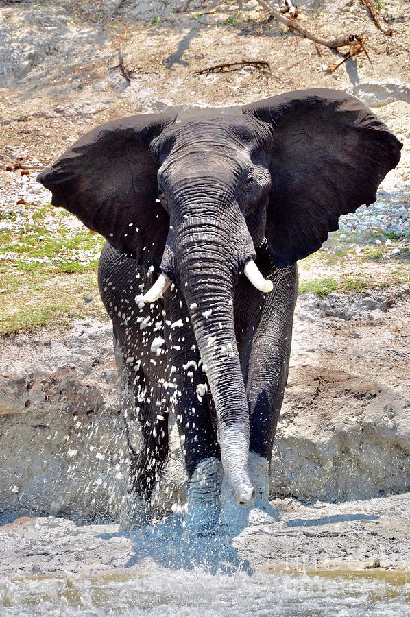 Elephant Dusting  Photograph by Csilla Florida