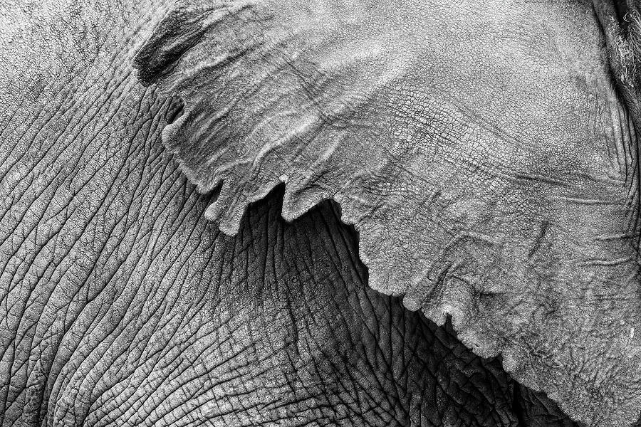 Wildlife Photograph - Elephant Ear and Texture - Black and White by Good Focused