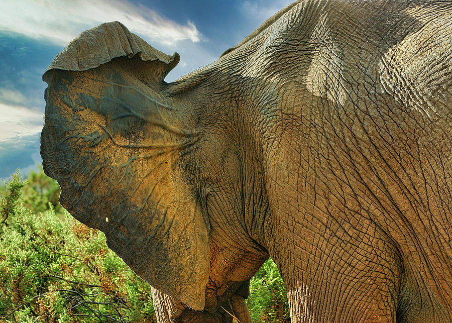 Elephant Ear Photograph by Gene Taylor