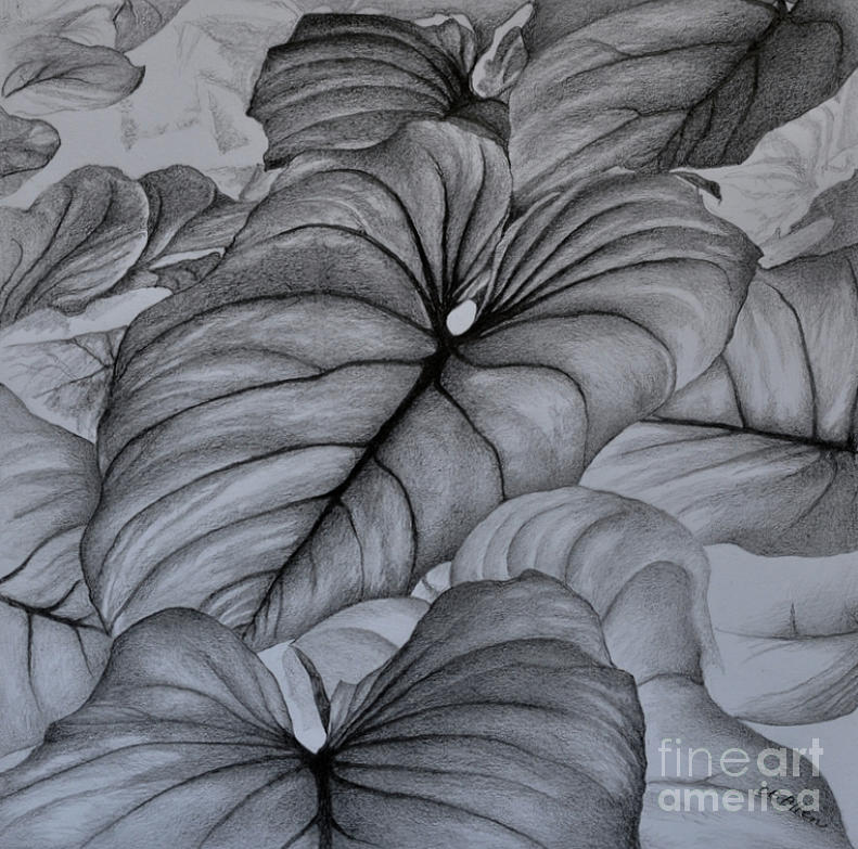 Page 7 | Elephant Ears Drawing Images - Free Download on Freepik