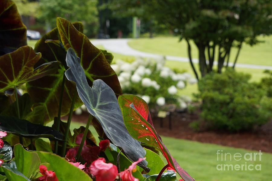 Elephant Ears, Caladiums And Begonias Photograph by Maxine Billings
