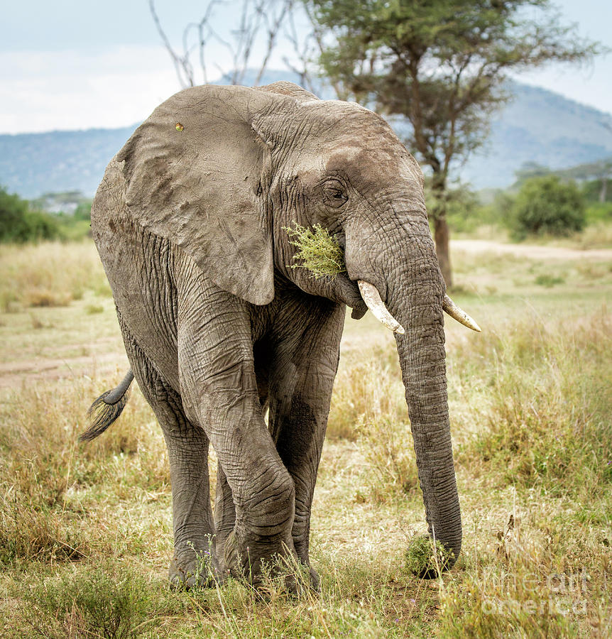 african elephants eating