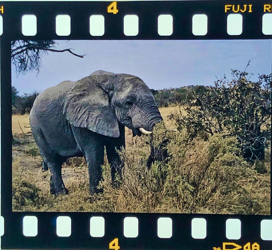 Elephant Eating Photograph by Russel Considine