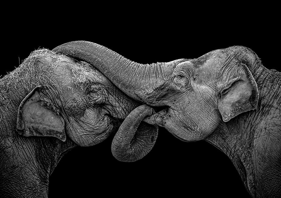 Elephant Embrace Photograph By Gary Cox