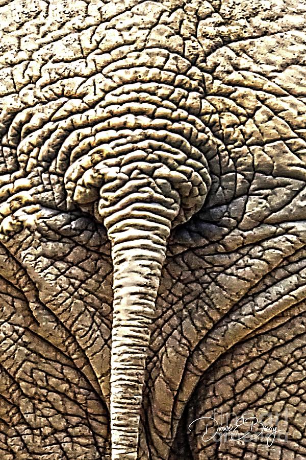 Elephant End Photograph by Diane E Berry