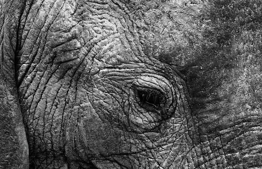 Elephant Eye Photograph by Jessica Veitch - Fine Art America