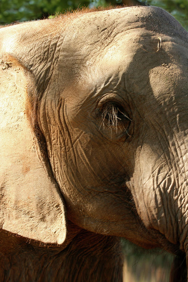 Elephant Eye Photograph by Karen Zuk Rosenblatt