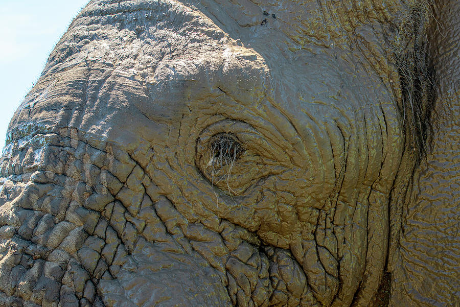 Elephant Eye Photograph by Matt Swinden