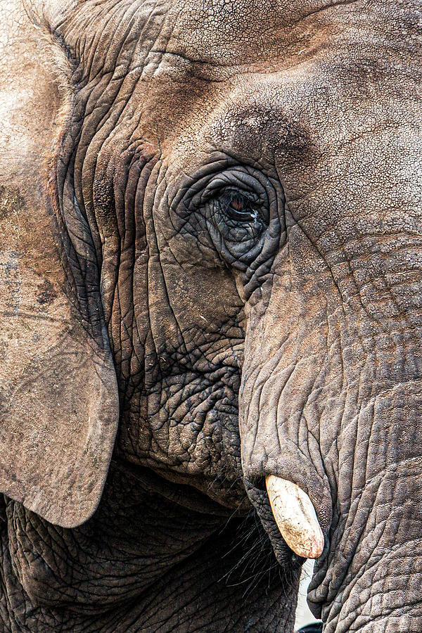 Elephant Eye Photograph by Patti Deters