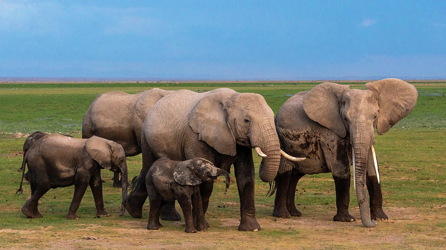 Elephant Family #1 Photograph by Ewa Jermakowicz