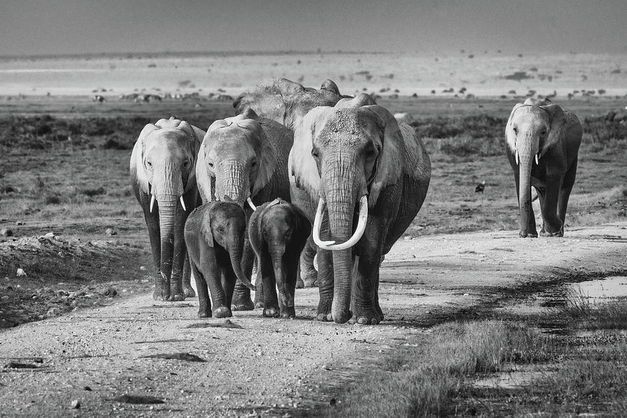 Elephant Family #4 Photograph by Ewa Jermakowicz