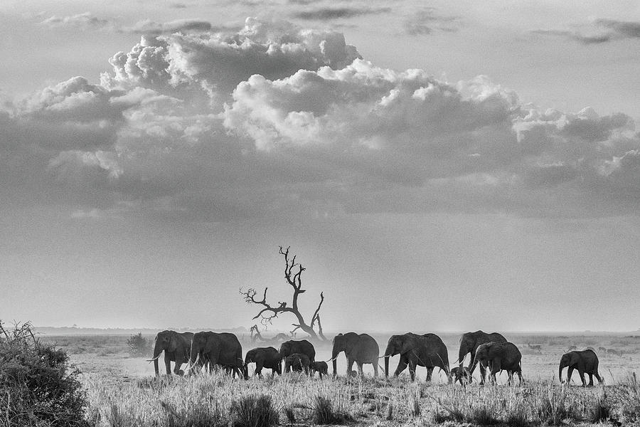 Elephant Family #7 Photograph by Ewa Jermakowicz