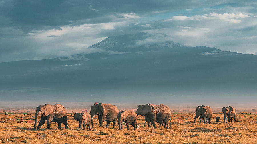 Elephant Family #8 Photograph by Ewa Jermakowicz