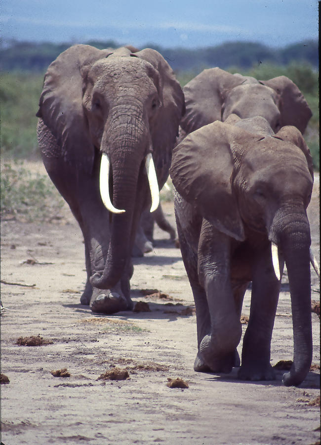 Elephant Family Approaching Photograph by Russel Considine