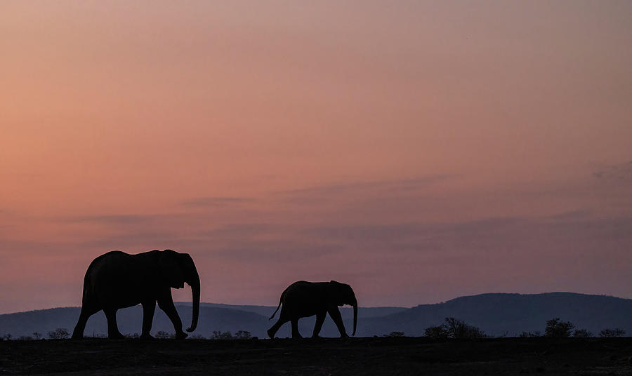 Elephant Family at Dusk Photograph by Max Waugh