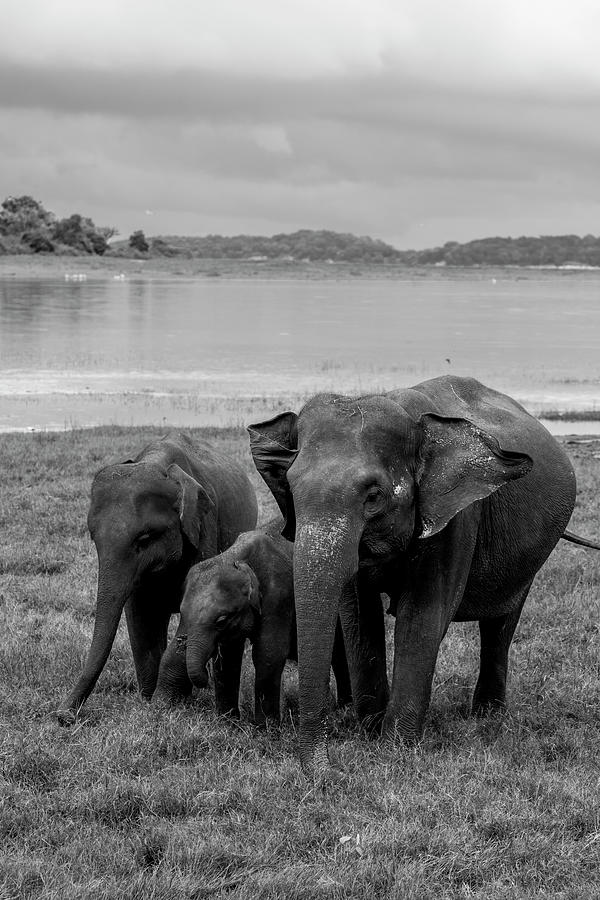 Elephant Family at Minneriya Photograph by Arj Munoz