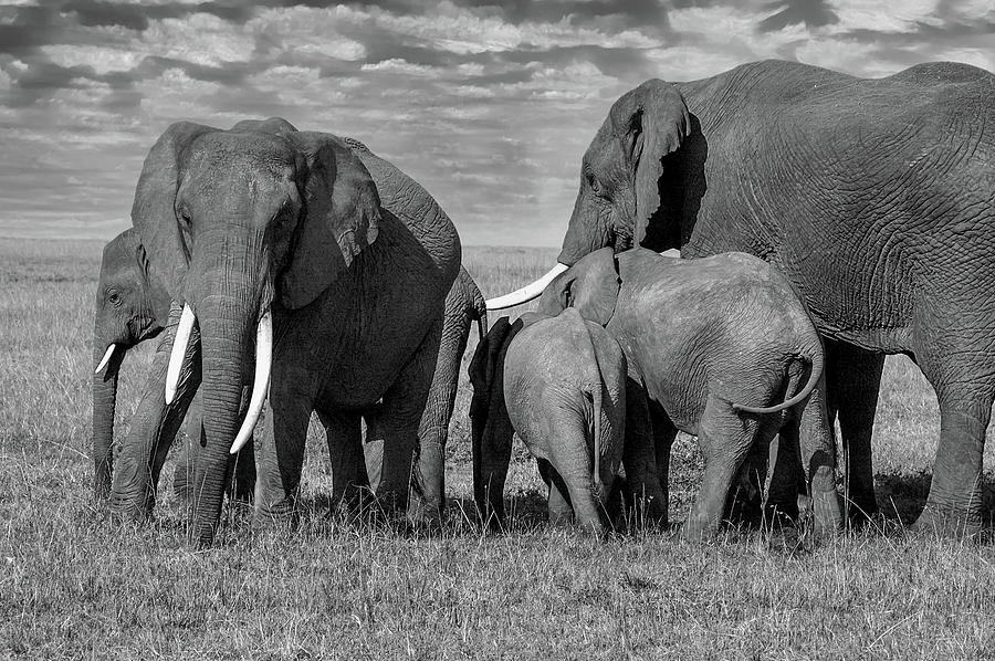 Elephant Family Black and White Photograph by Steve Templeton
