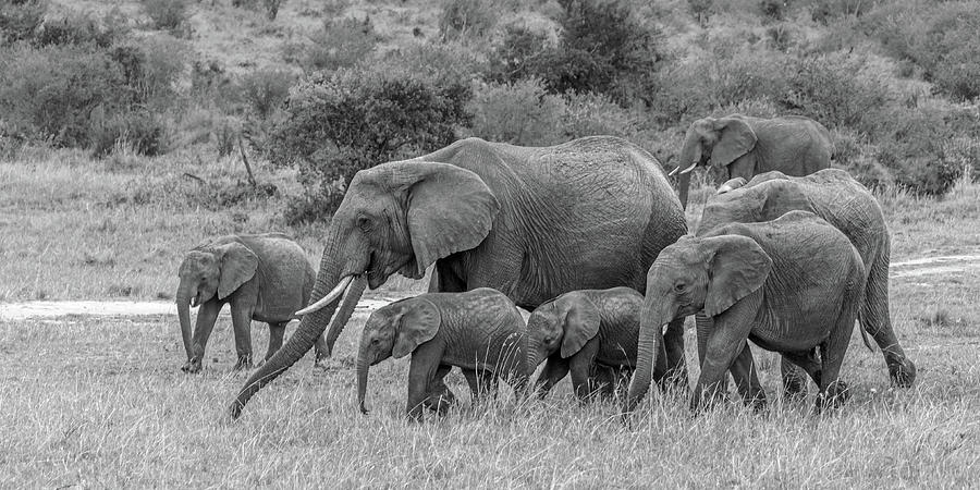 Elephant Family BW Photograph by Adrian O Brien