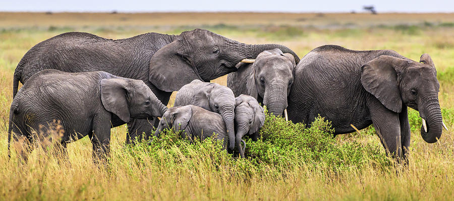 Elephant Family Photograph by David Hart