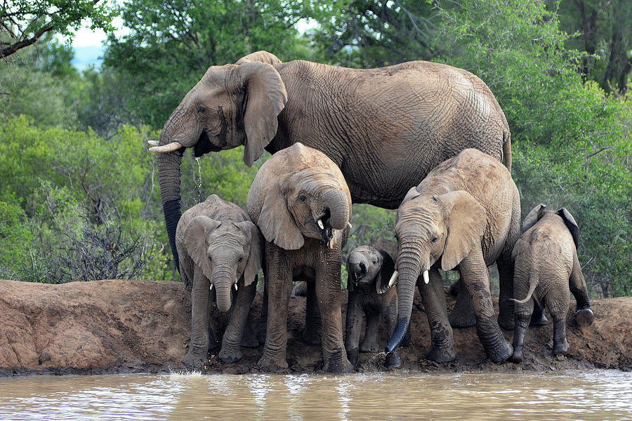 Elephant family drinking at waterhole Mabalingwe Game Reserve South ...