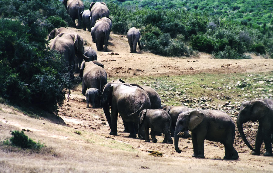 Elephant family leaving waterhole Photograph by Miteman