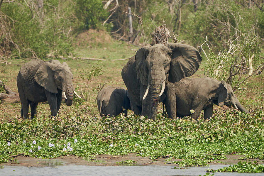 Elephant Family Portrait Photograph by Deborah Korzen - Fine Art America