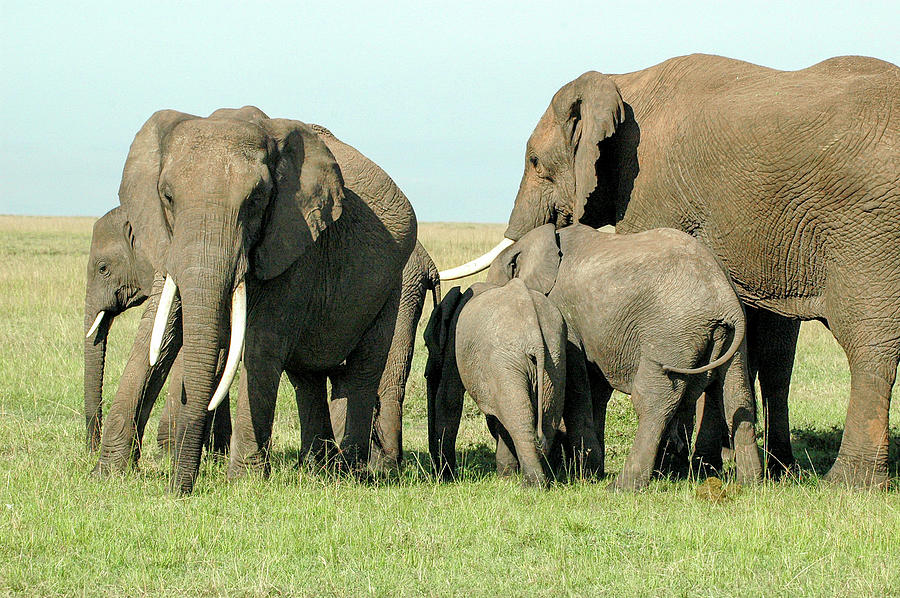 Elephant Family Photograph by Steve Templeton