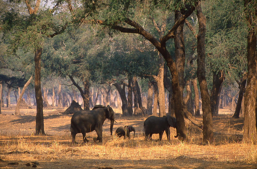 Elephant Family Stroll Photograph by Russ Considine