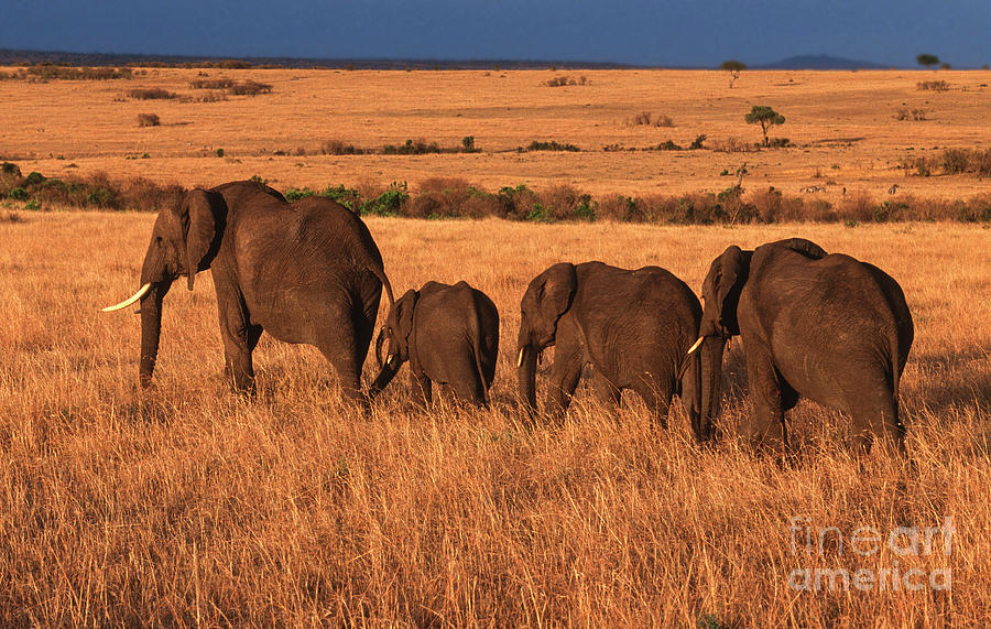 Elephant Family - Sunset Stroll Photograph by Sandra Bronstein
