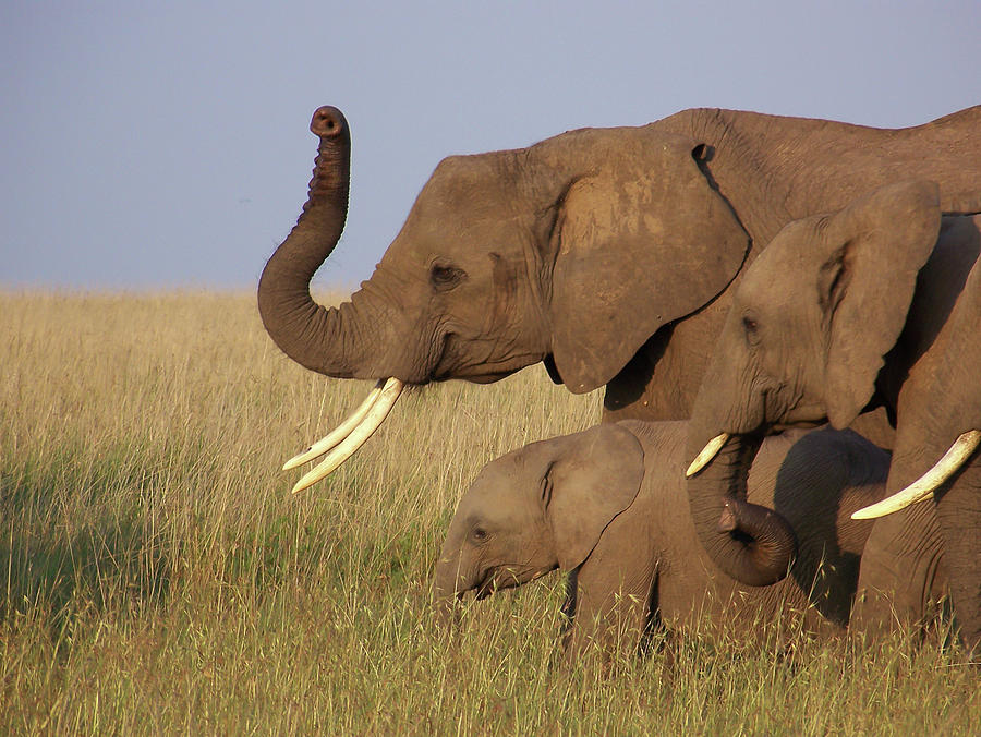 Elephant family with baby Photograph by Adam Reinhart