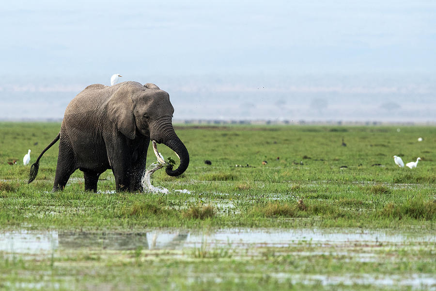 Elephant feed Photograph by Hira Punjabi - Fine Art America