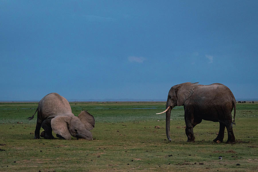 Elephant Fight #1 Photograph by Ewa Jermakowicz