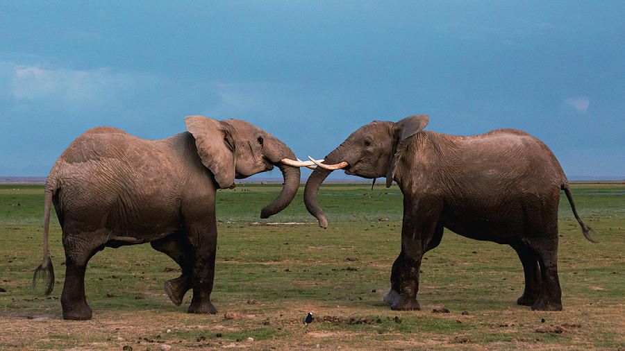 Elephant Fight #2 Photograph by Ewa Jermakowicz