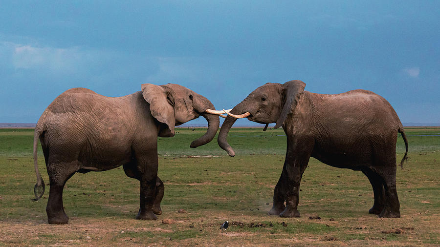 Elephant Fight #3 Photograph by Ewa Jermakowicz