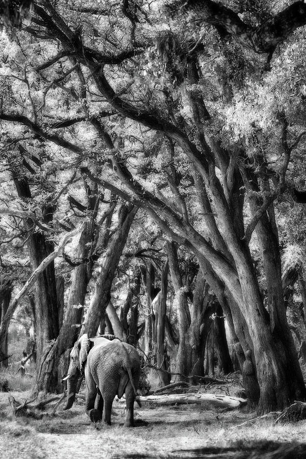 Elephant Forest Photograph by Fabrice Milochau - Fine Art America