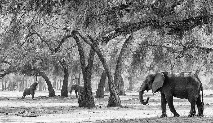 Elephant Garden Photograph by Max Waugh