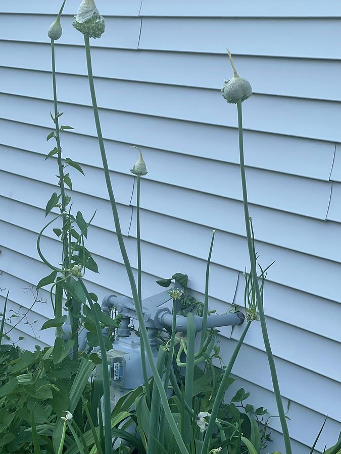 Elephant Garlic Scapes Photograph by Katheryn Buckman Fine Art America