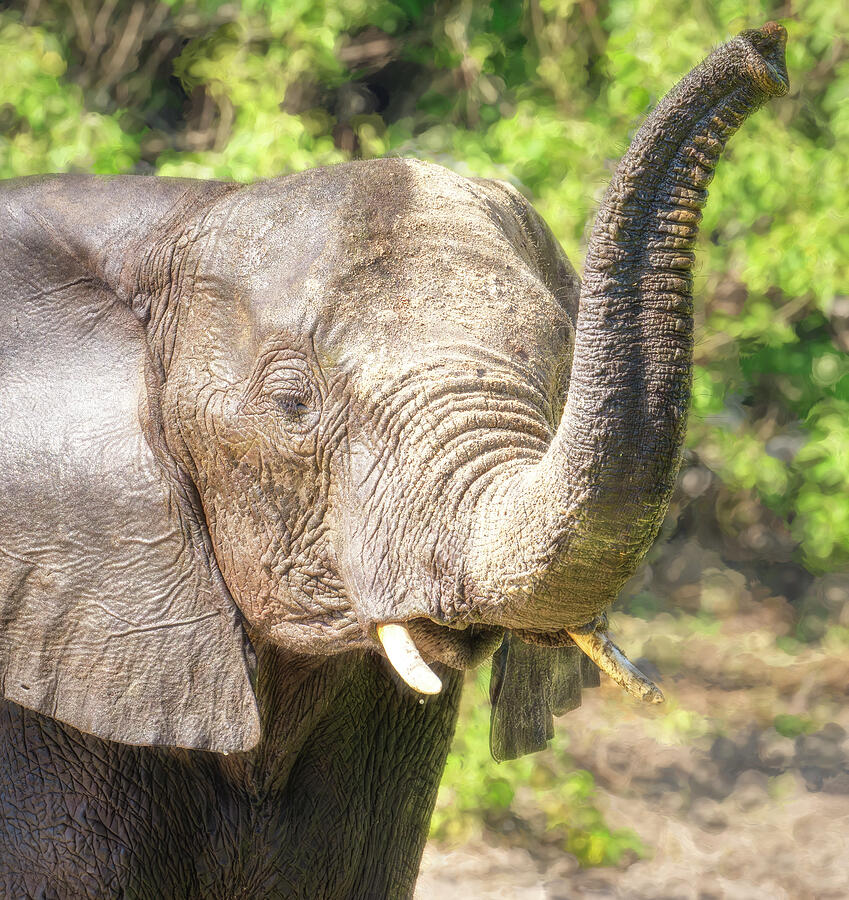 Elephant Greeting Botswana Photograph by Joan Carroll - Fine Art America