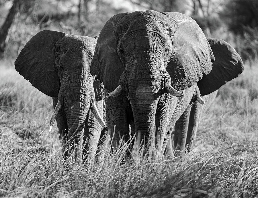 Elephant Group in Grass Walking Towards You, Black and White Photograph ...