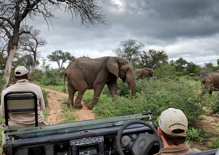 Elephant group pass in front of safari vehicle with tracker and guide, in Klaserie Reserve, Greater Kruger National Park Photograph by Mark Meredith
