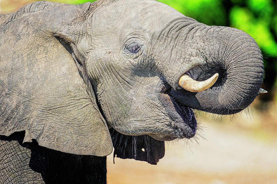 Elephant Having a Drink Botswana 2 Photograph by Joan Carroll - Pixels