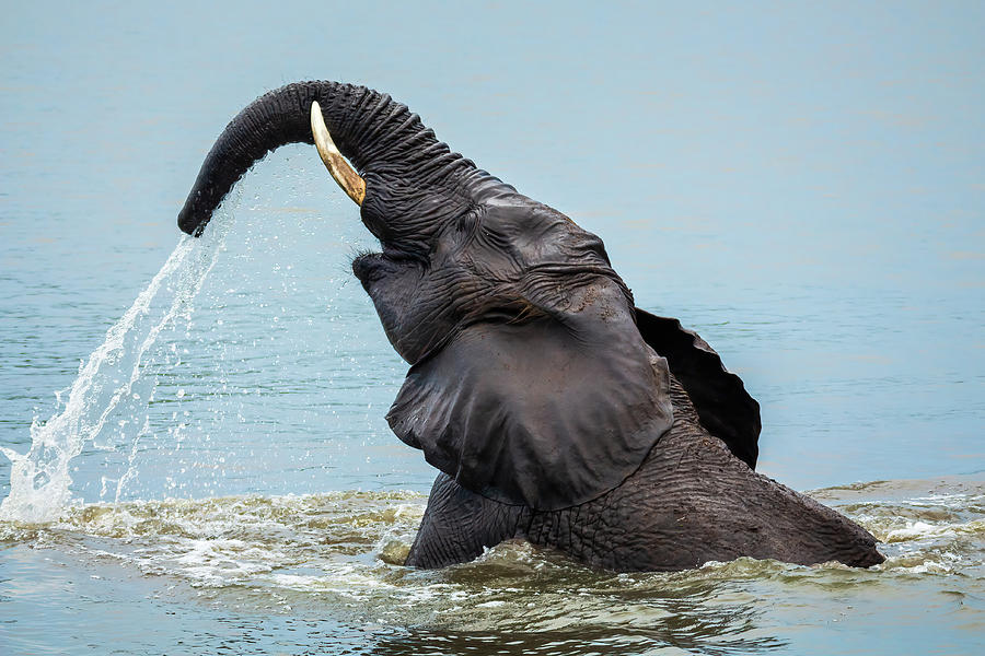 Elephant having a shower Photograph by Keith Carey