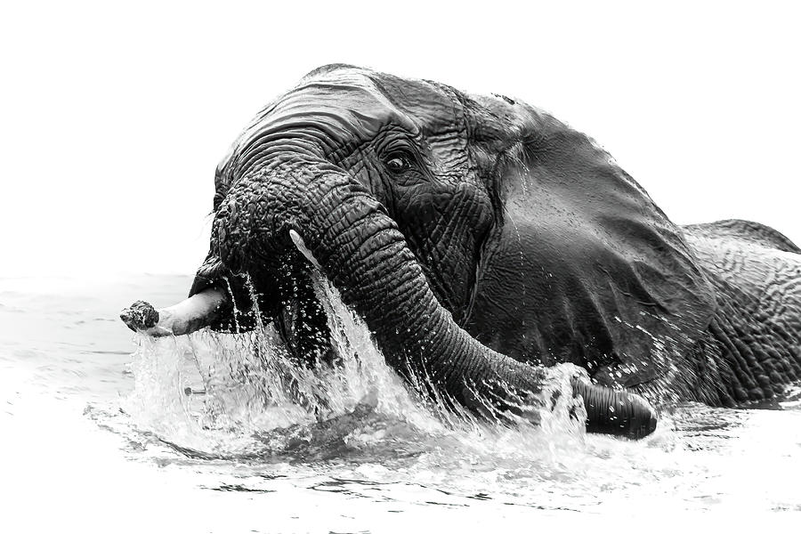Elephant having a splash 2 Photograph by Keith Carey