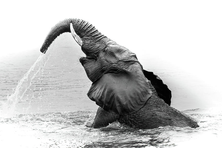 Elephant having a splash Photograph by Keith Carey