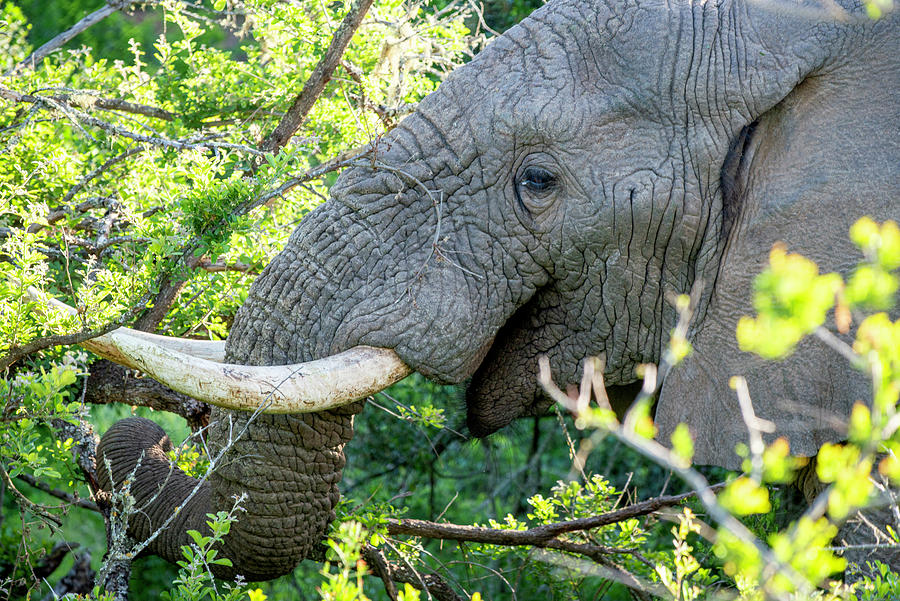 Elephant Head Profile Photograph by Matt Swinden